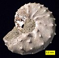 Isang ammonita Discoscaphites iris, Pormasyong Owl Creek (Itaas na Cretaceous), Ripley, Mississippi.