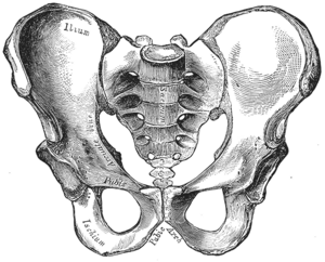 Pelvis masculina