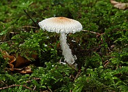 Lepiota clypeolaria