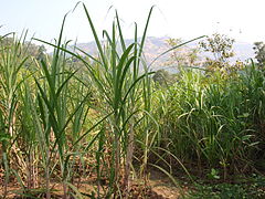 Canne à sucre (Saccharum officinarum, Panicoideae).