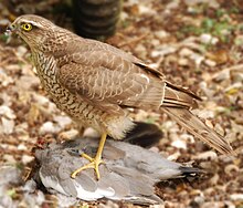 A Sparrowhawk standing on and plucking a large grey bird