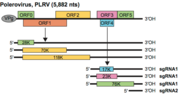 Genomkarte von PLRV