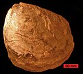 疊瓦蛤化石，發現於南達科他州的白堊紀地層。