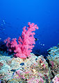 Escull coral·lí