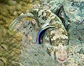 A disruptively patterned white-spotted puffer being cleaned by a conspicuously coloured Hawaiian cleaner wrasse