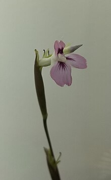 Maranta Leukoneura small white and light purple flower and bud