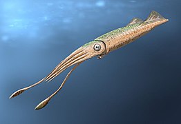 Tusoteuthis (Cephalopoda)