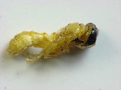 Pupa de Trypoxylon collinum