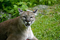 Puma floridská (Puma concolor coryi) v Národnom parku Everglades na Floride