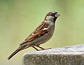 Image 78Male house sparrow in Prospect Park