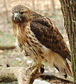 Rőtfarkú ölyv (Buteo jamaicensis)