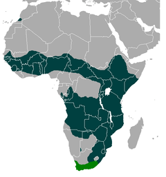 Mapa de distribuição do serval
