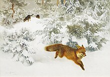 Dessin d'un renard roux courant dans la neige poursuivi par des chiens de chasse.