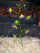 Drosera menziesii