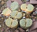 The Lithops looks like a stone, but is in fact a plant. It also stores water in its leaves.