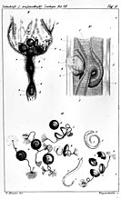 Links boven: eileider met rijpe eieren, rechts boven: c=vulva en e=vagina, f=baarmoeder, onder:eieren met bissi van Mermis nigrescens
