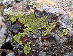 在岩石上的地圖地衣（Rhizocarpon geographicum）。