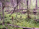 Central Forest Zapovednik