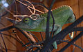 Oostafrikaanse driehoornkameleon