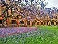 Árbol jacaranda dentro del Quadrangle