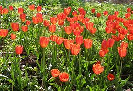 Tulipa gesneriana, une Monocotylédone.