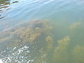 Algues poussant massivement sur les bas-fonds.