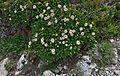 Arjentel (dryas octopetala) sun Dantersasc (Grupa de Saslonch).