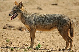 Golden jackal (Canis aureus)