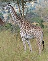 Deutsch: Giraffen English: giraffes and okapis Giraffidae (cat.)