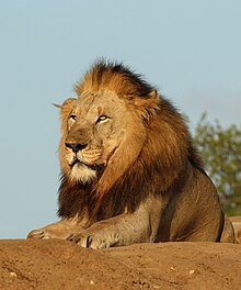 Animal en posture de sphinx. Belle crinière, qu'on croirait peignée, autour de la figure.