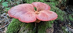 Maksak Fistulina hepatica