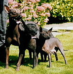 Xoloitzcuintle (mexikansk nakenhund)