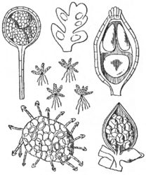 Kleine kroosvaren (Azolla cristata), links de mannelijke sporocarp en microspore, rechts de vrouwelijke sporocarp en megaspore