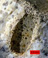 Gastrochaenolitas perforadas en un coral escleractínico recristalizado, Formación Matmor (Jurásico Medio) del sur de Israel.