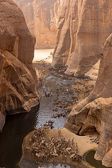 Image d'un troupeau de dromadaires buvant de l'eau dans une oasis entourée de montagnes abruptes en calcaire.
