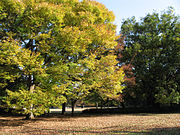 秋の砧公園。