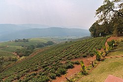Teeplantasie in die Tzaneen-omgewing