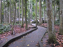 Fra "Monkey forest" ved byen Ubud på Bali.