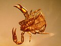 mosskorpion - Arachnida,Pseudoscorpion´