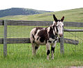 Een bonte burro in South Dakota