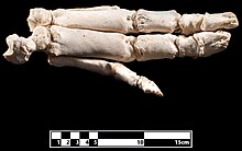 Bones of the foot