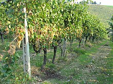 Rang de vignes chargées de grappes de raisin.