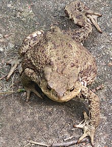Common toad walking