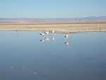 Laguna Chaxa ist bekannt durch seine Flamingo­kolonie. Die Federn färben sich rot durch die Ernährung mit Krebsen.