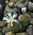 Lithops karasmontana