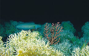 Récif corallien d'eau froide (corail Lophelia pertusa), en grande profondeur.