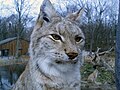 Luchs