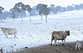 Murray Grey cows and a calf, Walcha, NSW