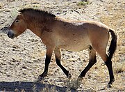 Cheval de Przewalski