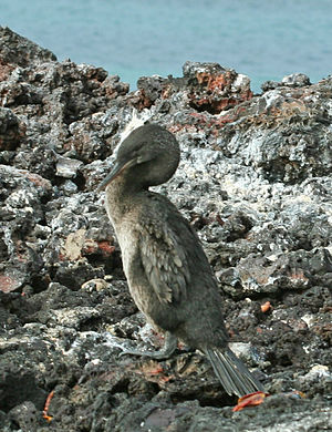 E Galapagos-Kormoran